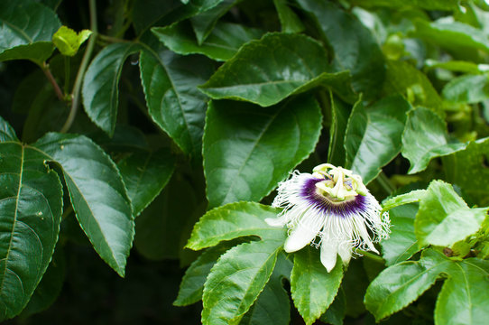 パッションフルーツの花 Images Browse 35 Stock Photos Vectors And Video Adobe Stock