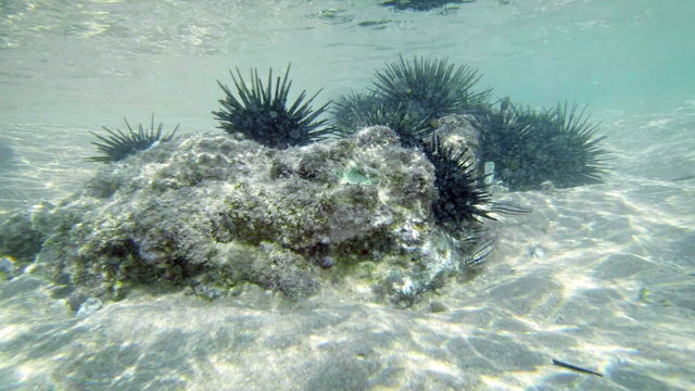 Dangerous sea urchins underwater near the beach