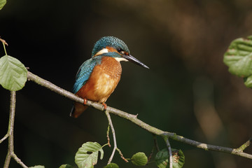 European kingfisher, Alcedo atthis