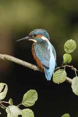 European kingfisher, Alcedo atthis
