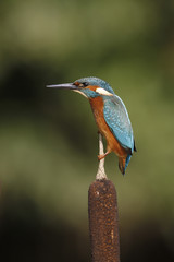 European kingfisher, Alcedo atthis