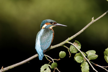 European kingfisher, Alcedo atthis