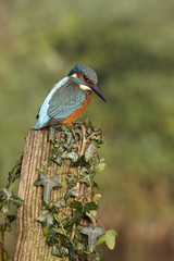 European kingfisher, Alcedo atthis