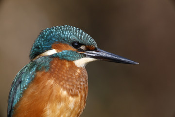European kingfisher, Alcedo atthis