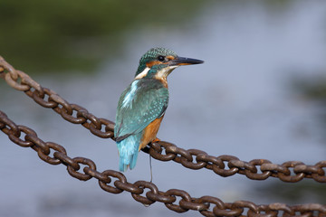 European kingfisher, Alcedo atthis