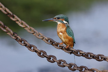 European kingfisher, Alcedo atthis