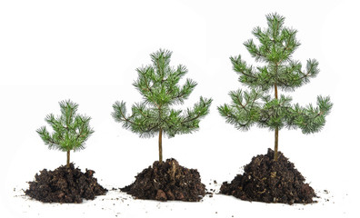 Growth of pines