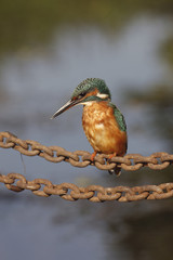 European kingfisher, Alcedo atthis