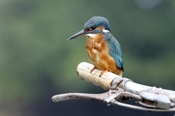 European kingfisher, Alcedo atthis