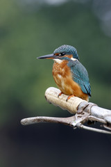 European kingfisher, Alcedo atthis