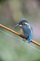 European kingfisher, Alcedo atthis