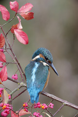 European kingfisher, Alcedo atthis
