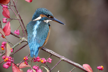 European kingfisher, Alcedo atthis