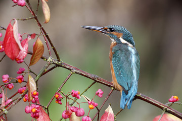 European kingfisher, Alcedo atthis