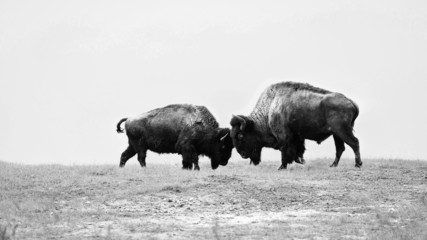 Two wild buffalos fighting, bison fight © EvgeniyQW
