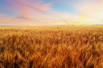 Field with gold ears of wheat in sunset - obrazy, fototapety, plakaty