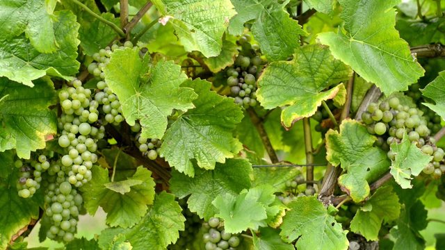 Young green vine grapes in a vineyard