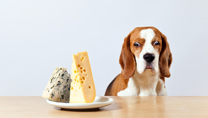 beagle and cheese - obrazy, fototapety, plakaty