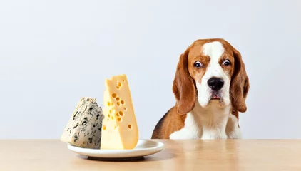 Gordijnen beagle and cheese © Igor Normann
