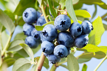 Blueberries on a shrub.