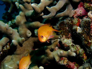 キンギョハナダイ