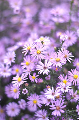Fototapeta premium Flowers