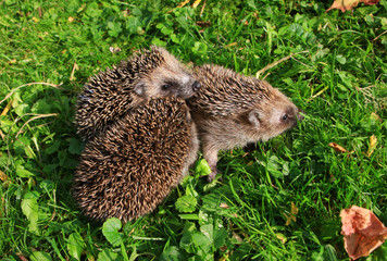 kleine Igel