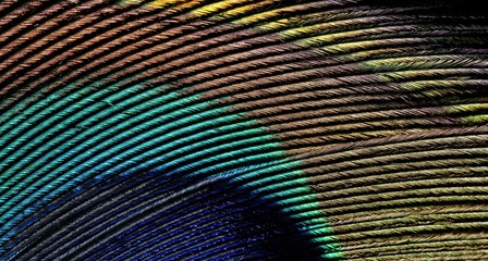 Obraz premium Peacock feather detail