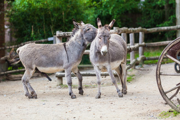 Two donkeys