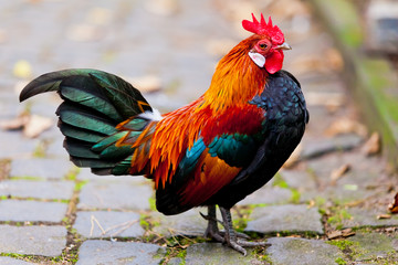 Beautiful Rooster.