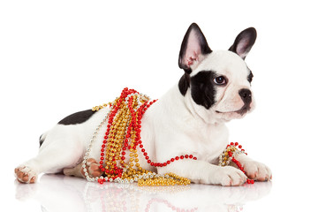 Adorable  French Bulldog  wearing  jewelery on white background.