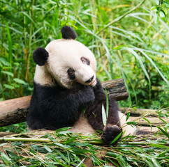Fototapeta premium Giant panda eating bamboo