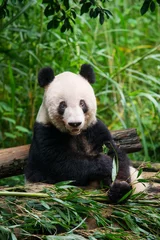 Fotobehang Panda Reuzenpanda die bamboe eet