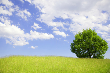 Fototapeta na wymiar Lone tree in a field