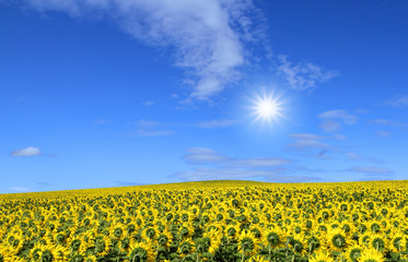 sunflowers in a field against sunny blue sky