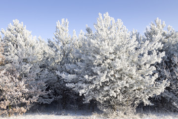 winter forrest