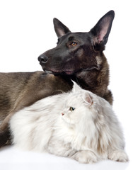 Black dog and persian cat together. isolated on white background