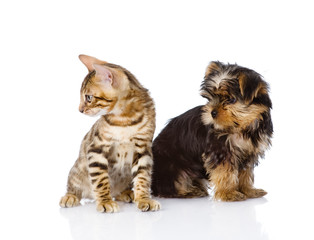tiny little kitten and puppy looking away. isolated on white 