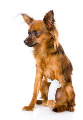 Russian toy terrier with an injured leg. isolated on white 