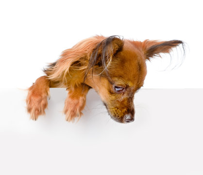 Dog Above White Banner Looking Down. Isolated On White 