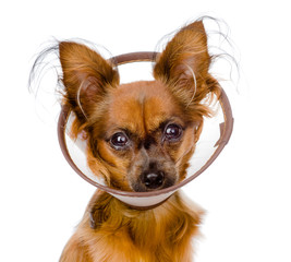 Russian toy terrier wearing a funnel collar. isolated on white 