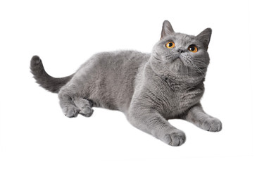 gray shorthair cat