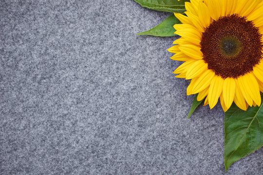 Fototapeta yellow sunflower on grey background