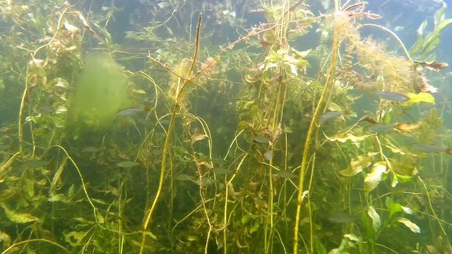 Shoal of rudd in the lake