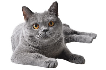gray shorthair cat