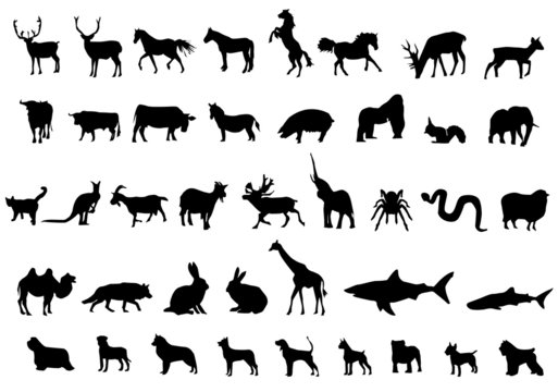 animals