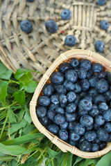 Blueberries in wooden basket on wicker tray on grass