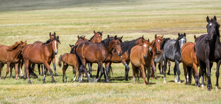 Horses at pasture
