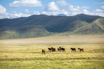 Group of horses going away