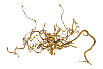 Decorative branch of corkscrew hazel isolated on white